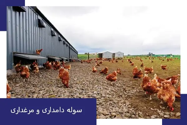 سوله دامداری و مرغداری
